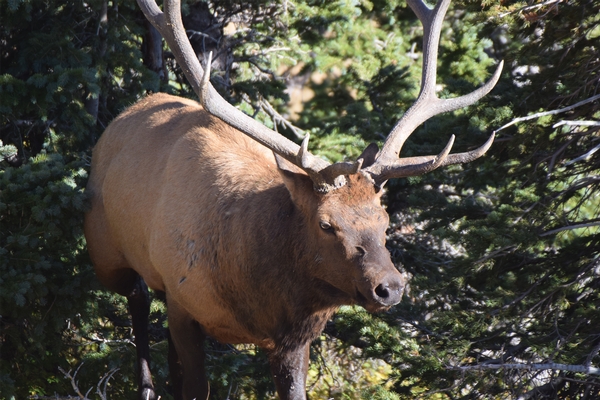 Landowner Tags Available - Rocky Mountain Elk Northeastern Oregon